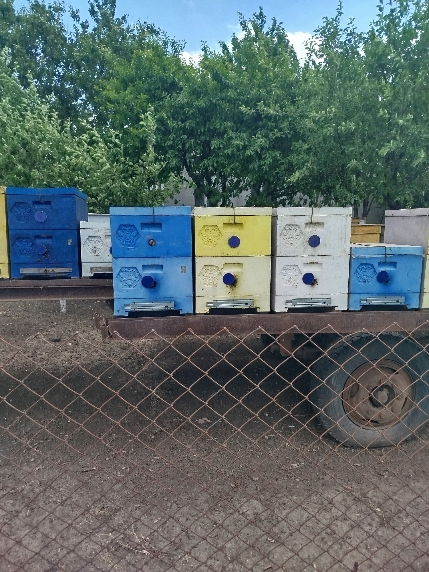 Продам пасіку готову до медозбору