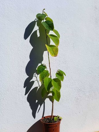 vendo planta anona chirimoia
