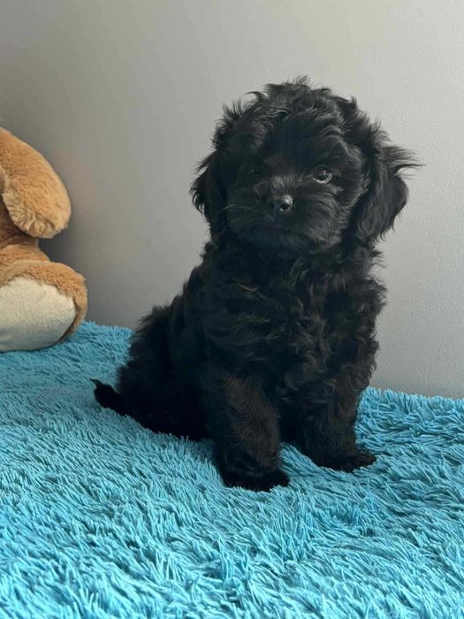 Shihpoo-Pudel Toy /badania gen -Suczka