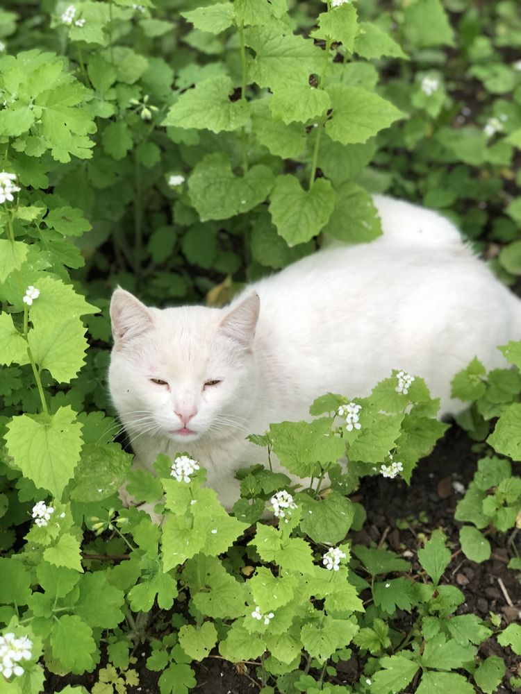 Кот_котик_коты_кошки_котята