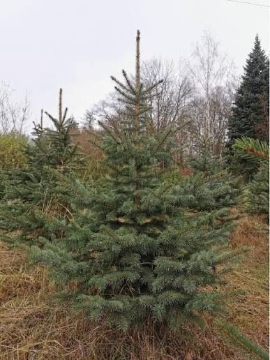 Choinki żywe dowóz do domu z wniesieniem