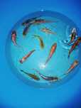 Carpas koi (variedade)