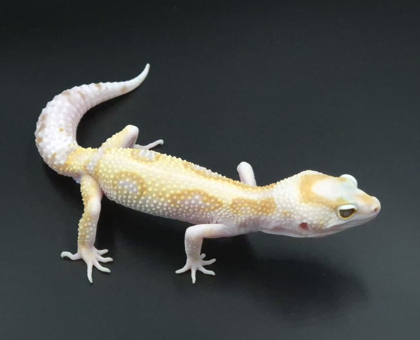 Gekony lamparcie / Eublefary lamparcie