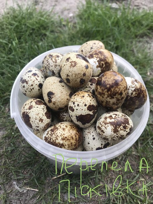Яйця перепілок столові харчові інкубаційні корисні Пісківка