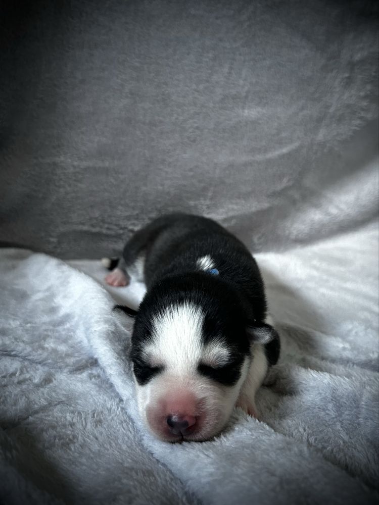 Śliczna dziewczyna Siberian Husky