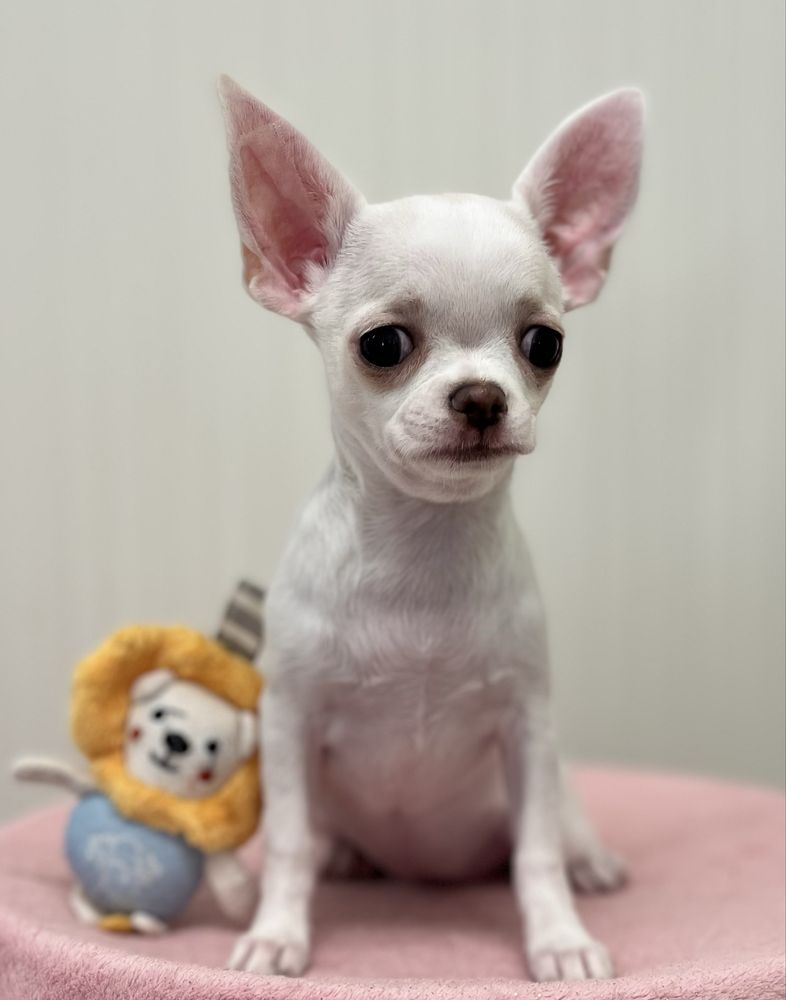 Chihuahua Femea Pelo Curto