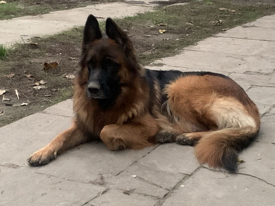 Маленькі принцеси шукають нову родину