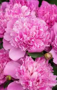 Розовый ароматный пион с крупными соцветиями (саженцы)