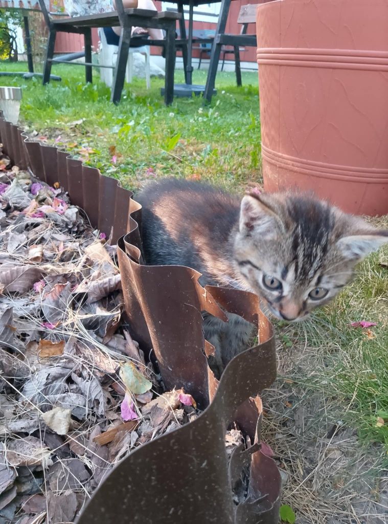 Oddam kotkę w dobre ręce