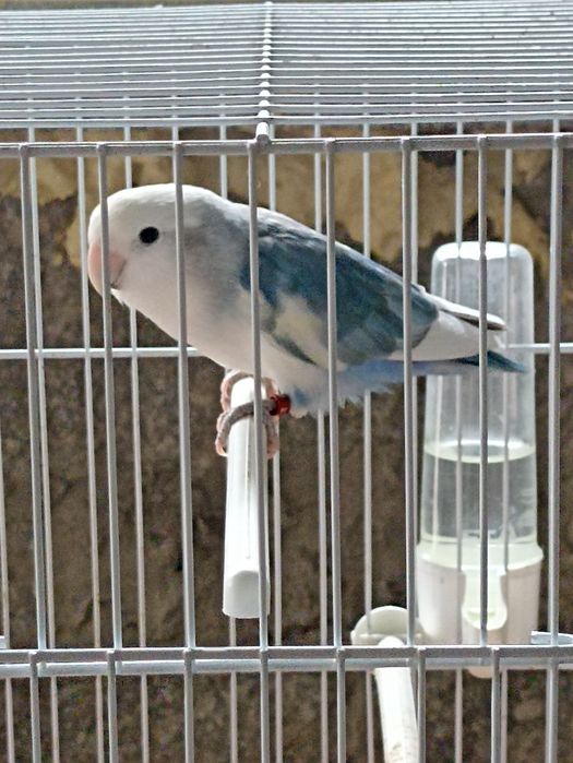 Agapone macho azul