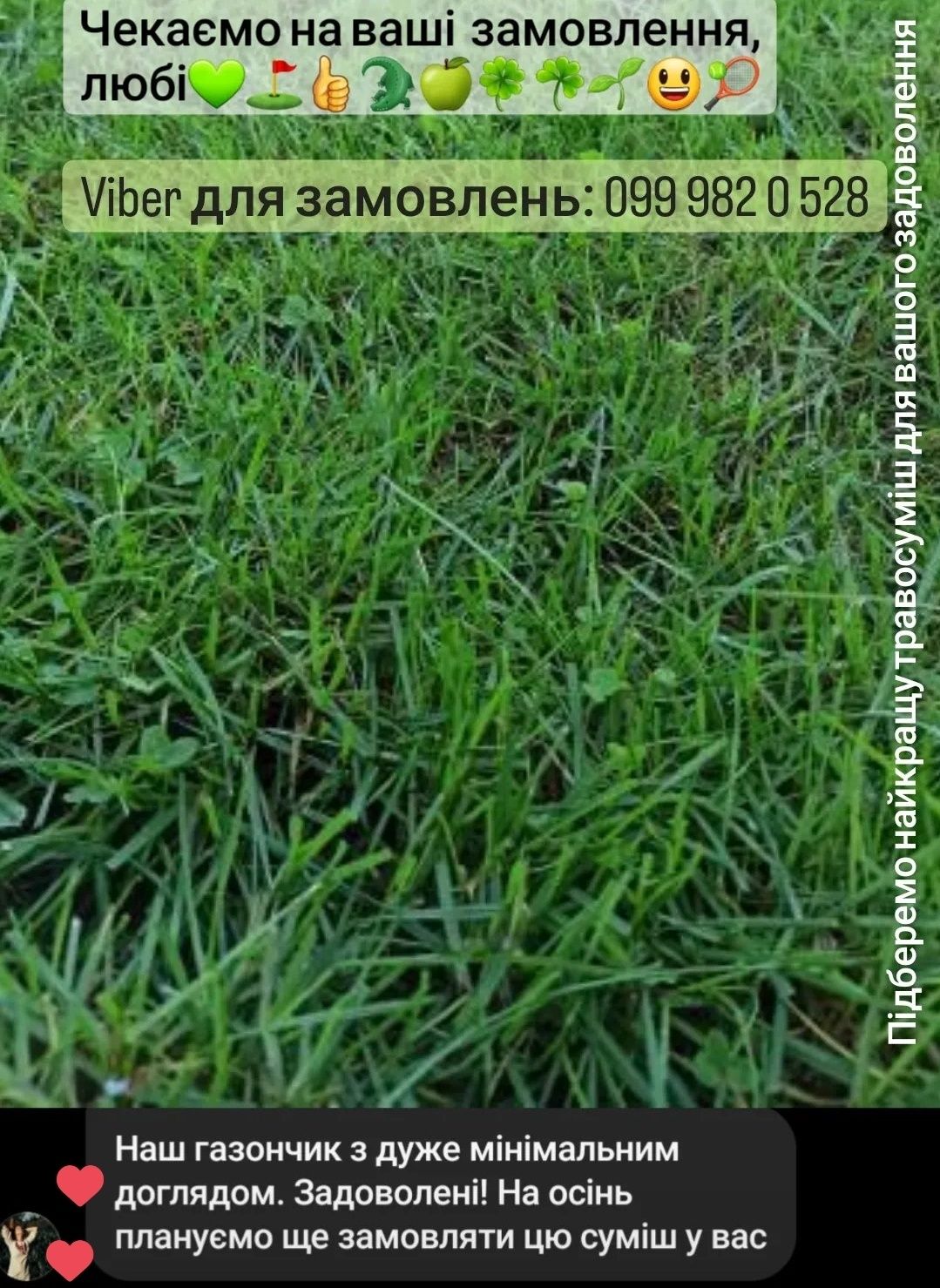 Низька газонна трава Насіння газону Спорт-mini цікава ціна Ліліпут