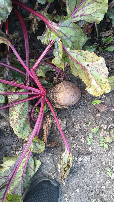 Sprzedam buraki czerwone