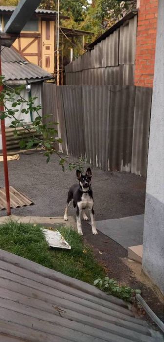 Отдам в добрые руки Хаски метис