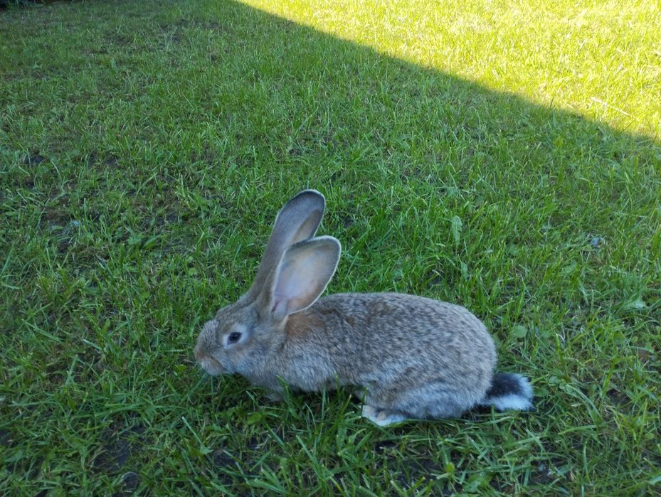 Olbrzym belgijski szary