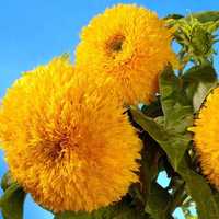 Słonecznik ozdobny kwiat cięty SunGold * paszport* FVAT* ARiMR nasiona