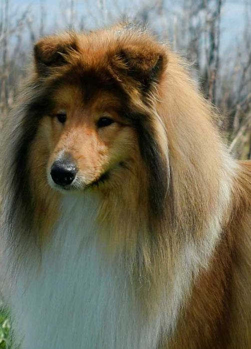 Owczarek Szkocki Długowłosy Collie