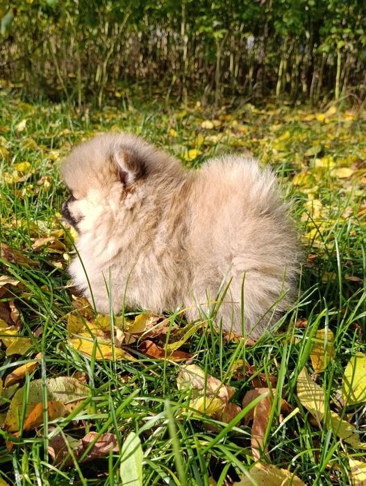 Szpic miniaturowy pomeranian piesek