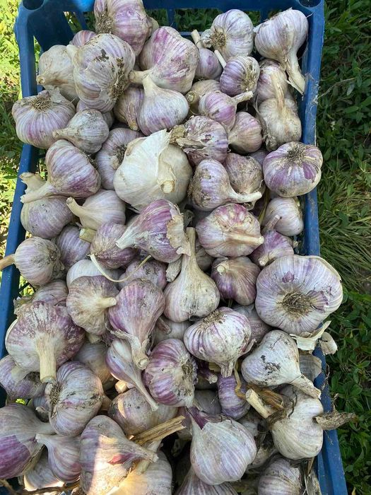 Продам часник Любаша