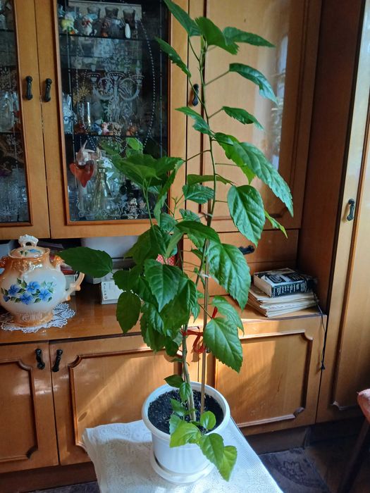 Китайська троянда гібіскус доросла квітка