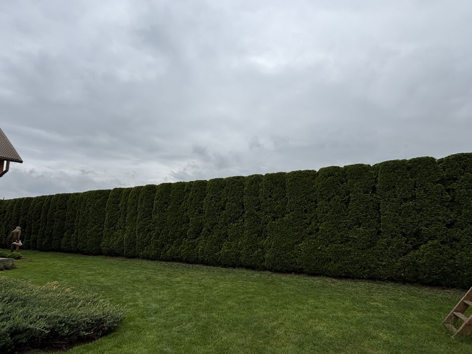 Przycinanie żywopłotów, tuj, krzewów