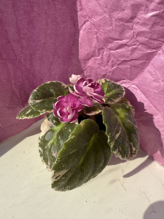 Розпродаж! Сортові фіалки: НАБІР листочків свіжозріз! Сенполія Оболонь