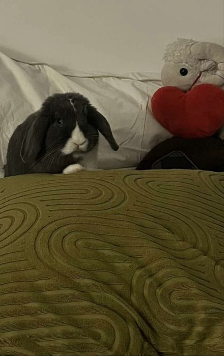 2 urocze króliki MiniLop - chłopiec 1.5 roku + dziewczynka 2 lata