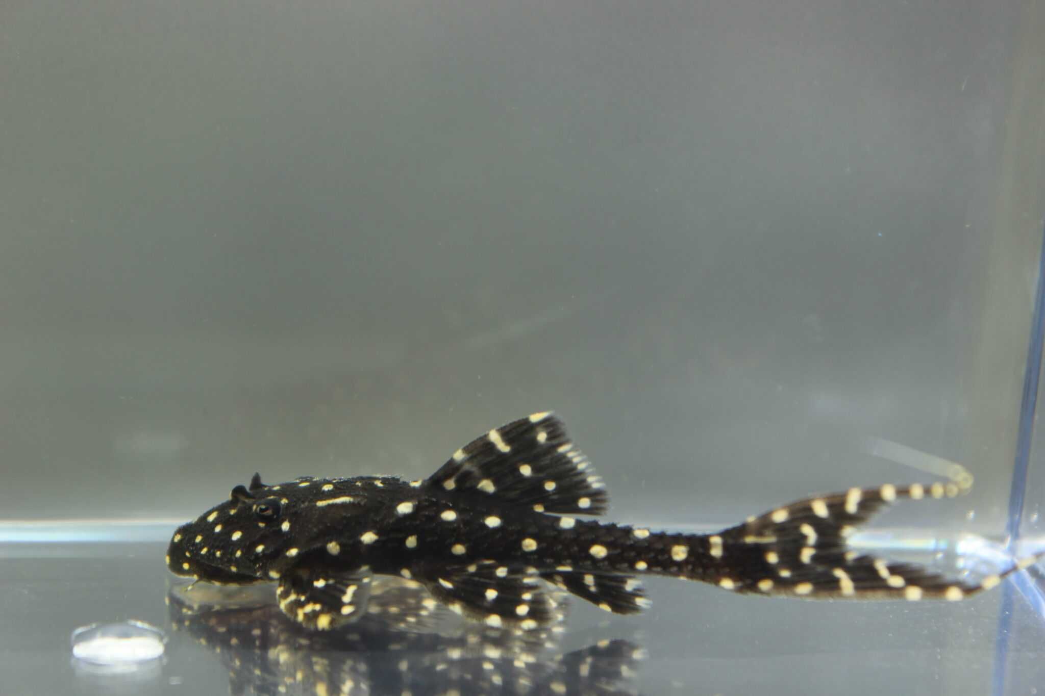 Acanthicus adonis - ODŁÓW - WF - Tarczobok - glonojad L-155