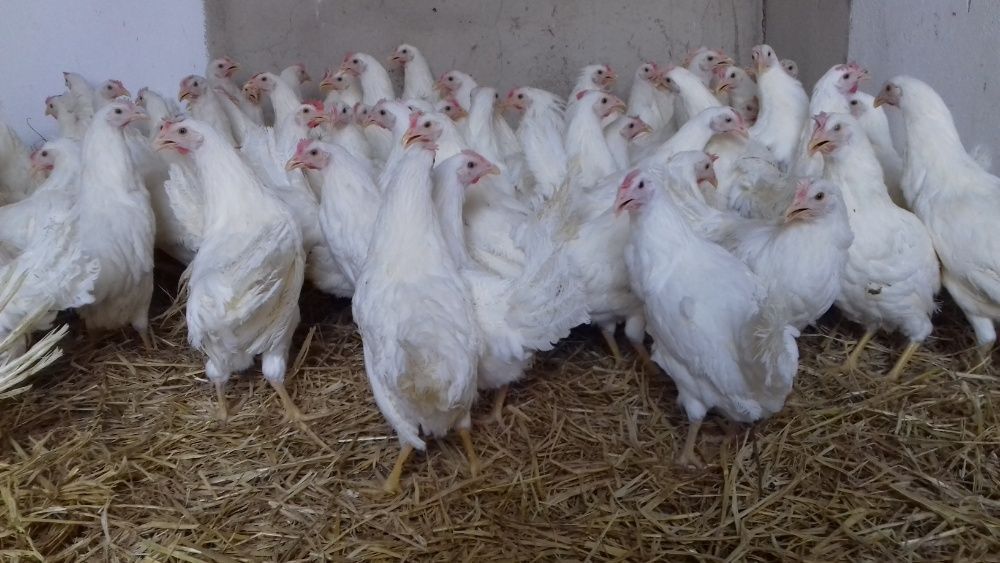 Leghorny Leghorn 23 tyg Dowóz Kury Nioski