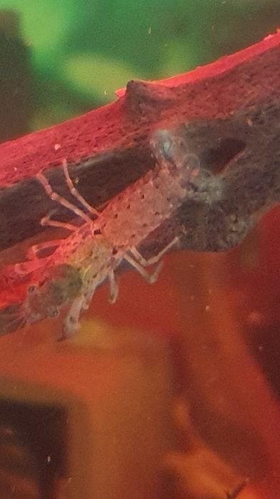 Raczki Diminutus do akwarium