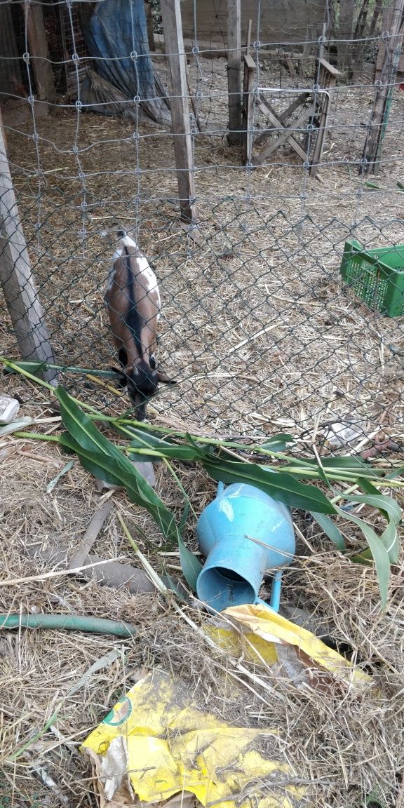 Duas cabras fêmeas Anãs