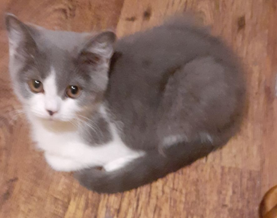 Kot brytyjski niebieski bicolor