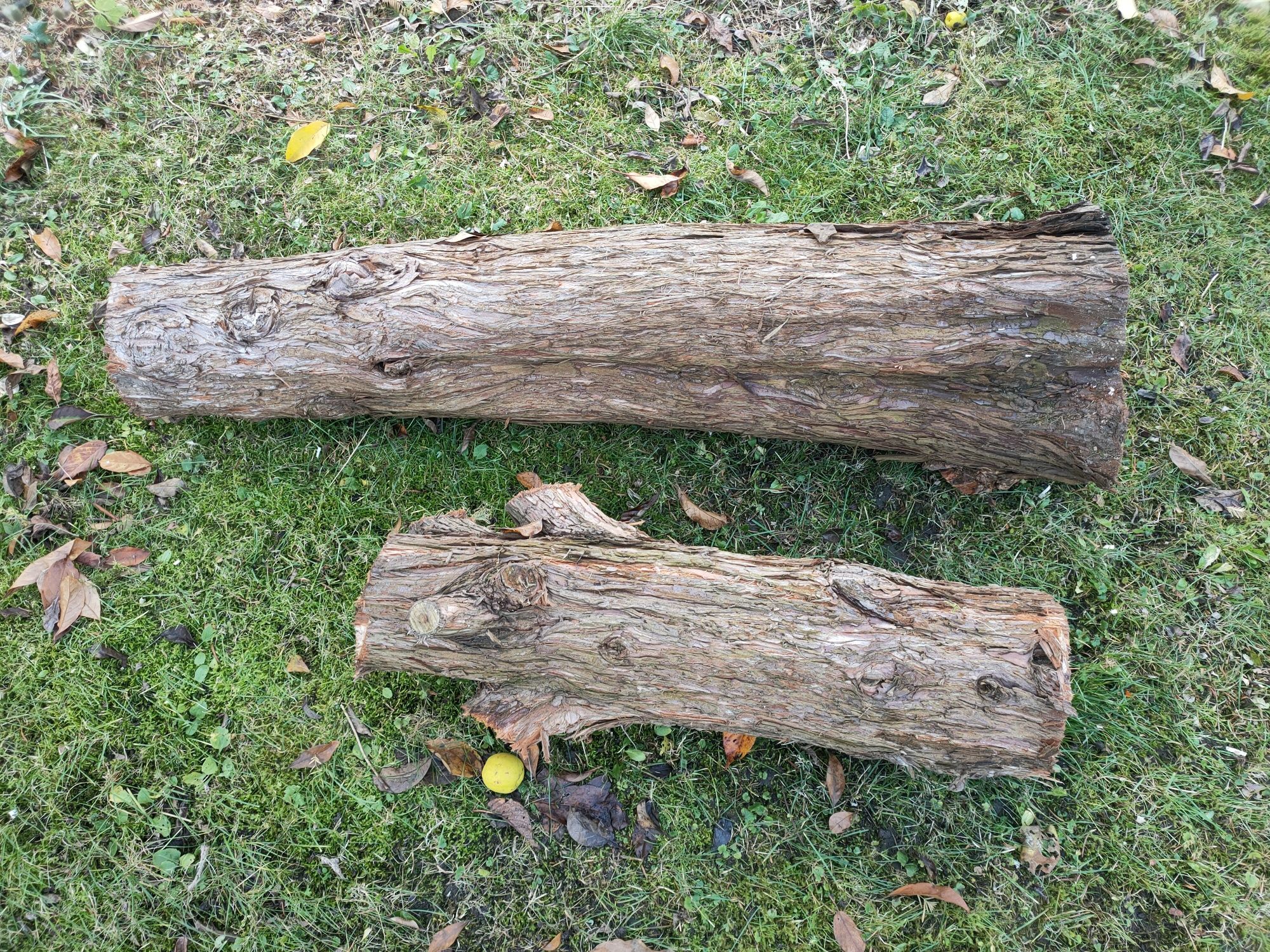 Sprzedam pień sekwoja