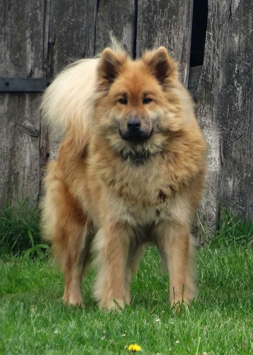 Eurasier - plany hodowlane na rok 2026