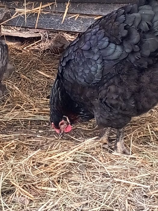 Інкубаційне яйце мішаних курей