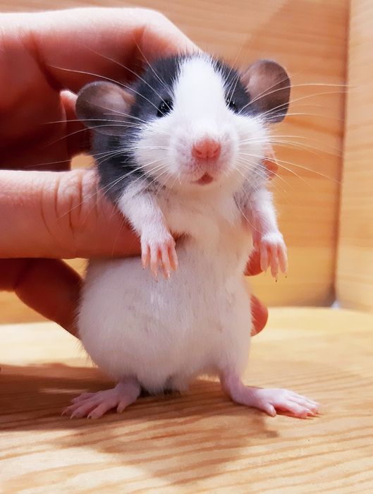 Крыски дамбо,крысы,крысята,клетки,корма,аксессуары