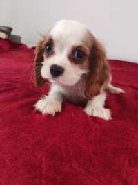 Psy rasowe cavalier King Charles spaniel