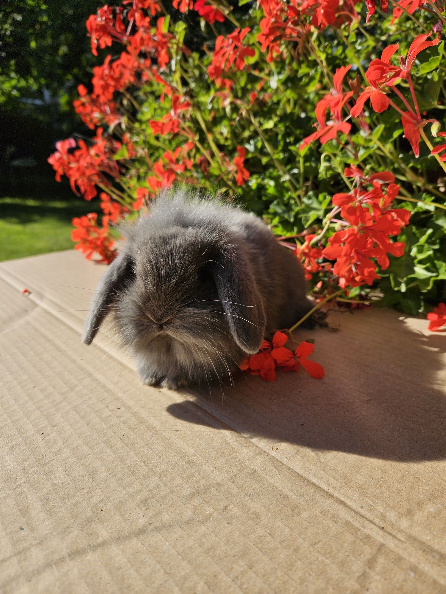 Mini Lop Króliki miniaturowe Baranek Niebieski. Mini Lop Blue.