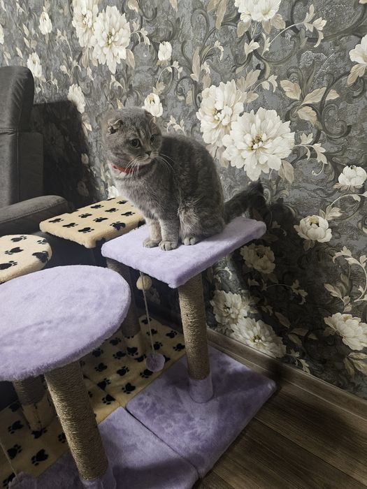 Когтеточки для Ваших улюбленців