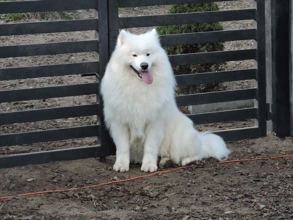 Samoyed samojed szczeniak
