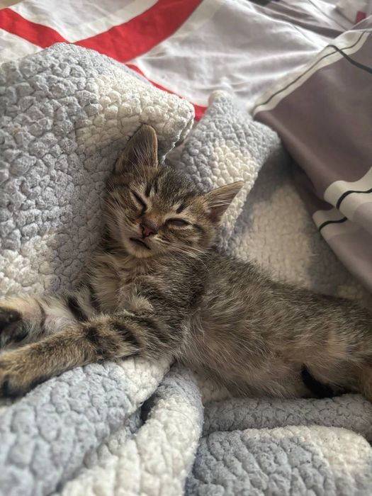 Віддам в добрі руки котика