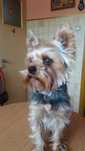 Yorkshire Terrier York Reproduktor Krycie