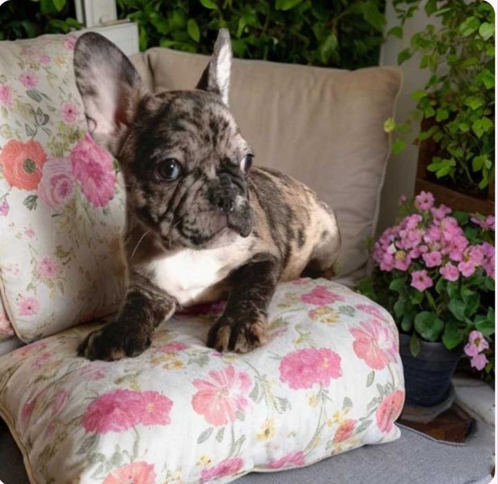 Мальчики французского бульдога.