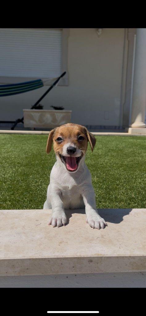 Jack Russell fêmea