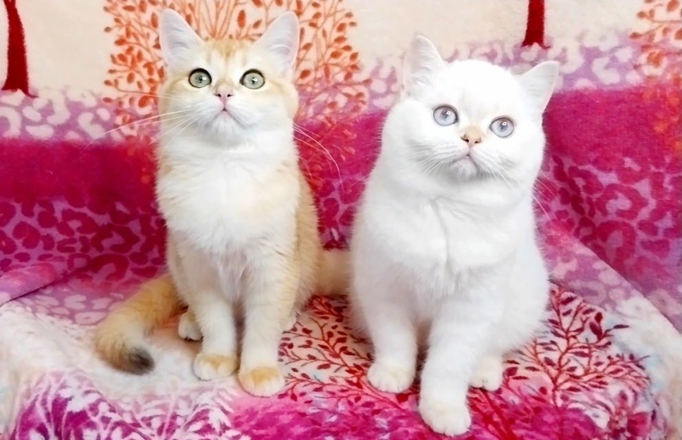 Золоті шиншили дівчатка плюшеві ведмежатка