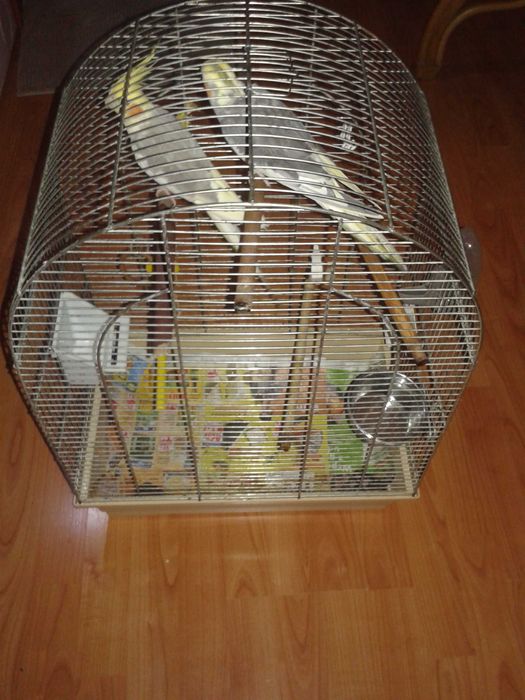 papugi Nimfy parka klatka wyposazenie