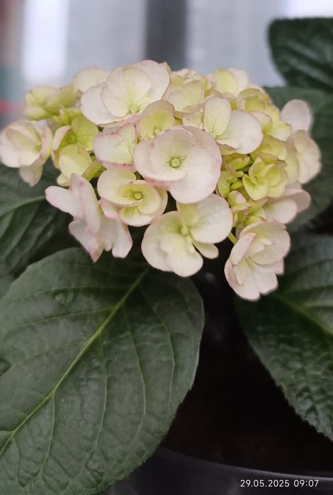 Широколиста гортензія Midnight Pearl (Міднайт Перл)