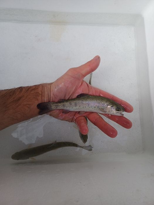 Sandac 25cm . Szczupak  , Miętus , Okoń , Jesiotr .