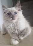 Kocurek Ragdoll blue mitted