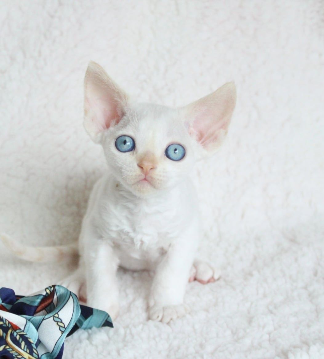 Kocurek devon rex FPL