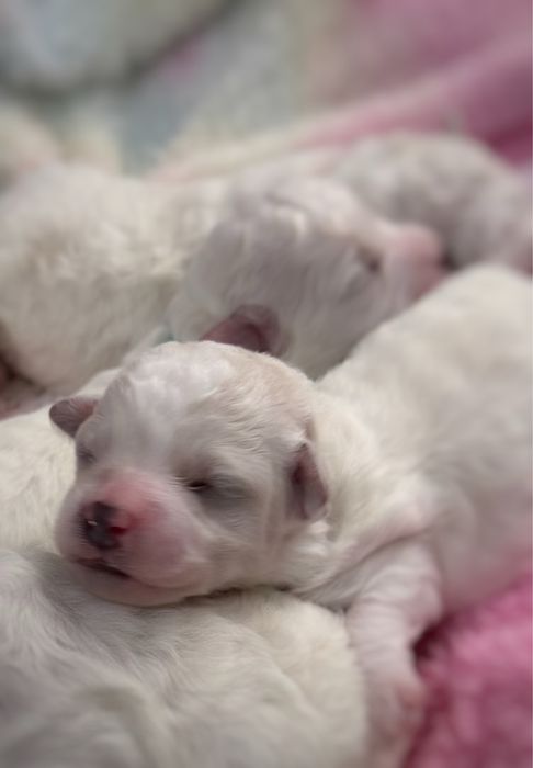 Bichon Frise ZKwP FCI